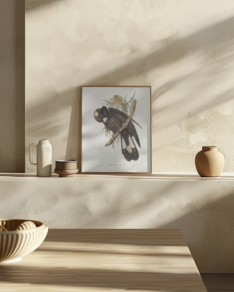 Baudin's Cockatoo Poster